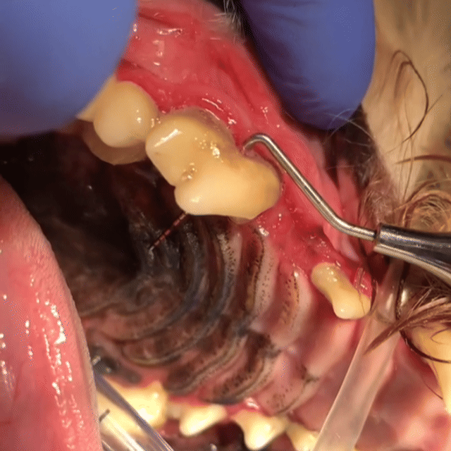 HappyPaws Teeth Wipes - Woofy Wuffy™