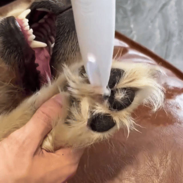 WuffCut Pro - Woofy Wuffy™