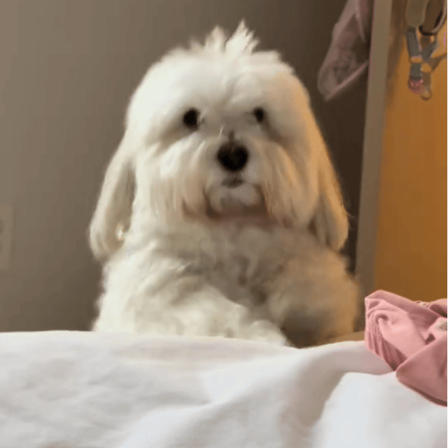 Convertible Pet Ramp & Stairs- Woofy Wuffy™